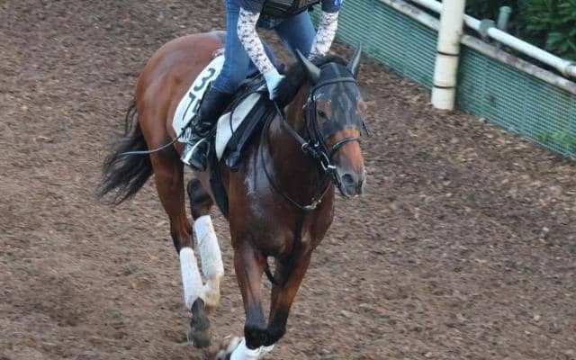 オオバンブルマイなど、先週の入厩情報/栗東トレセンニュース