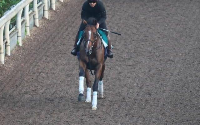 ホウオウアーネストなど、先週のゲート試験/栗東トレセンニュース