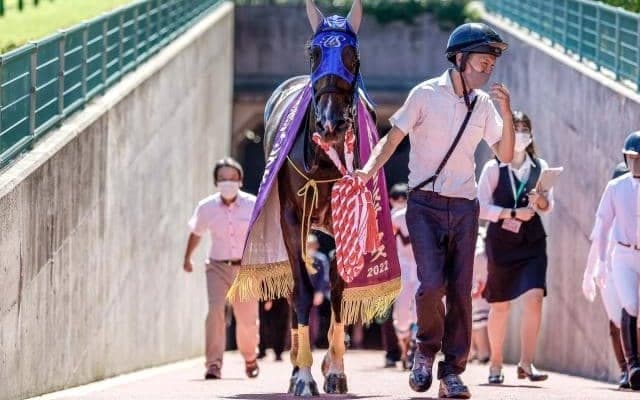 【新潟JS予想オッズ】ホッコーメヴィウスが予想1番人気