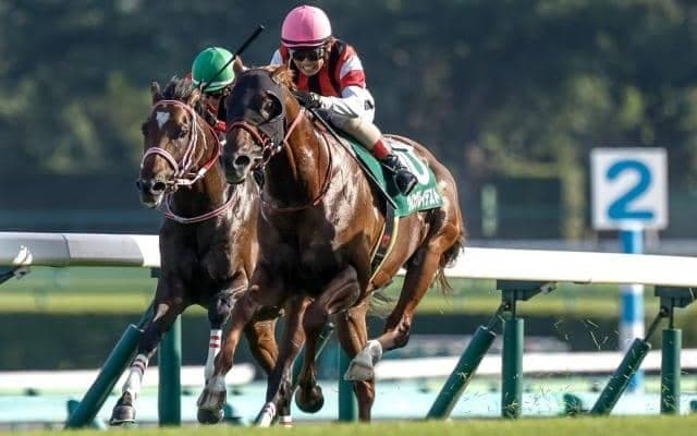 【アイビスSD予想オッズ】ウイングレイテストが予想1番人気