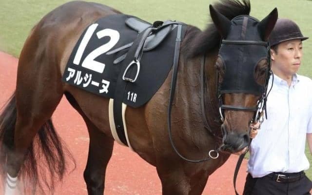 母は14年クイーンS覇者 着実に成長中アルジーヌが得意の1800mで母仔制覇狙う