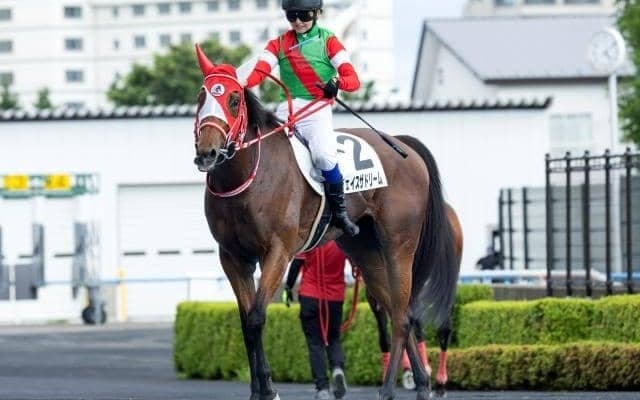 【アイビスSD枠順確定】チェイスザドリームは7枠13番、ウイングレイテストは6枠12番