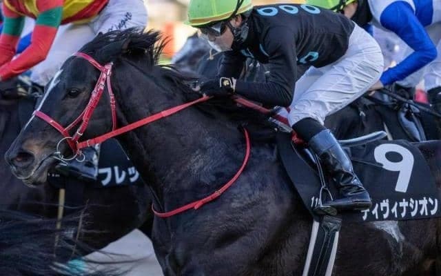 アイビスSDは道悪で超外枠有利 ディヴィナシオンで好配ゲットだ