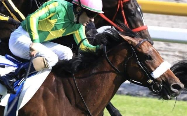 近親に活躍馬ズラリ カラマティアノスが川田騎手でデビューV狙う