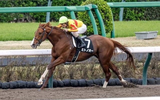 【エルムS見どころ】実力馬ミトノオーの連勝に期待