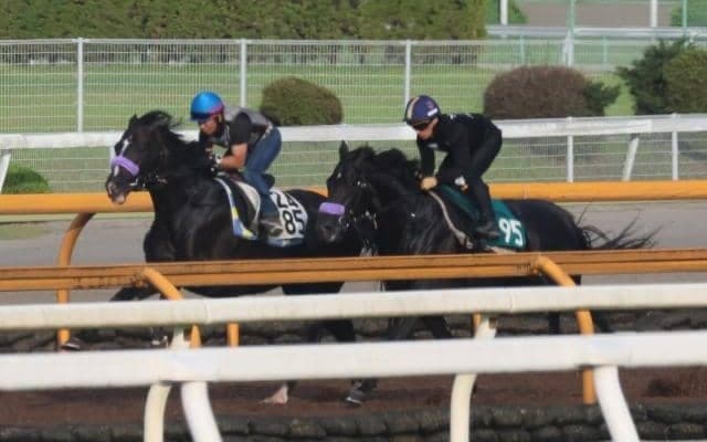 きょうだいにステルヴィオやウンブライル マイル適性が高そうなジェゼロ/関西馬メイクデビュー情報