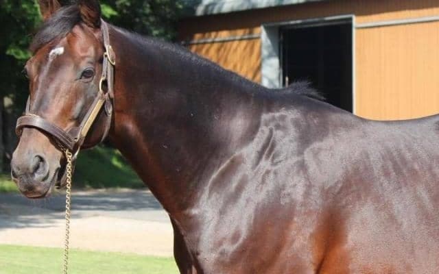 ディープインパクトの死亡からちょうど5年 血を紡ぐ後継種牡馬たち