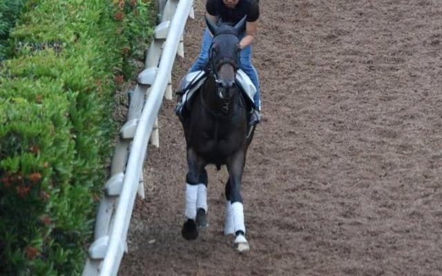 サウンドビバーチェなど、先週の入厩情報/栗東トレセンニュース