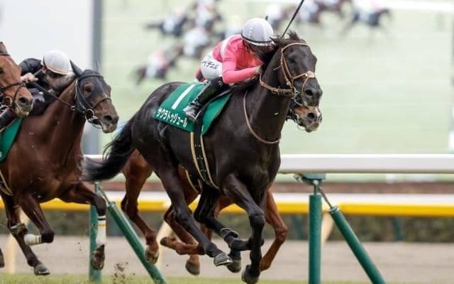 【関屋記念想定】サクラトゥジュール、トゥードジボンなど17頭