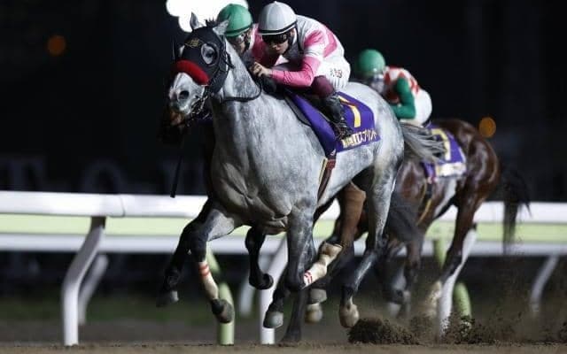 リュウノユキナがアロースタッドで種牡馬入り ダート短距離路線で重賞3勝