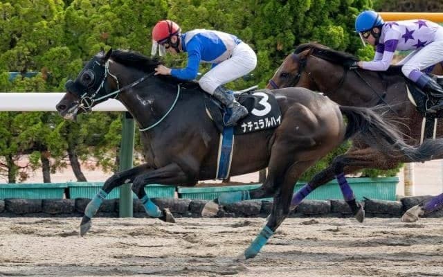 【エルムS予想】真夏のダート王者決定戦 過去10年で7勝誇るマリーンS組が優勢か