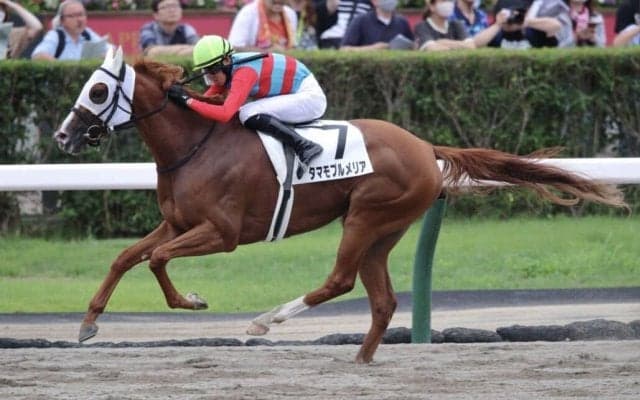【札幌7R】高杉吏麒騎乗 タマモプルメリアが早め先頭から押し切る