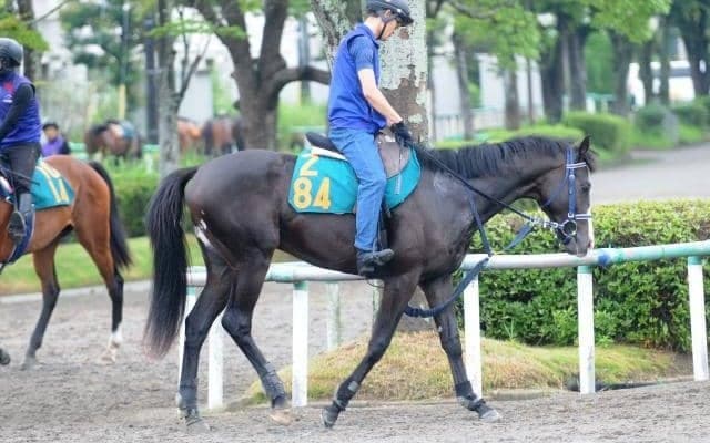 祖母や半姉は重賞を複数勝利 マスクオフの仔マスカレードボール/関東馬メイクデビュー情報