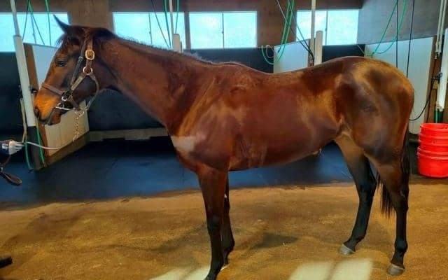 【JRA新馬戦】グローリーヴェイズの半妹ラルガメンテなどがデビュー