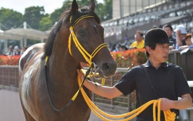 【今日の注目ポイント】新潟でダートのオープン・BSN賞など