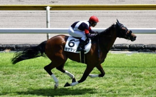 【新馬/新潟6R】断然人気セナマリンがデビュー勝ち