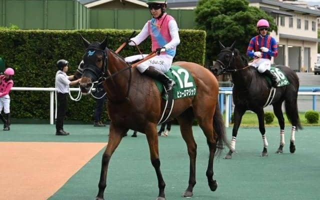 【CBC賞】ピューロマジック、サウンドビバーチェらが登録