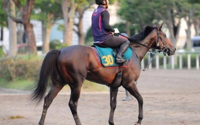 重賞3勝馬プリモシーンの初仔が待望デビュー 鞍上はC.ルメール騎手/関東馬メイクデビュー情報