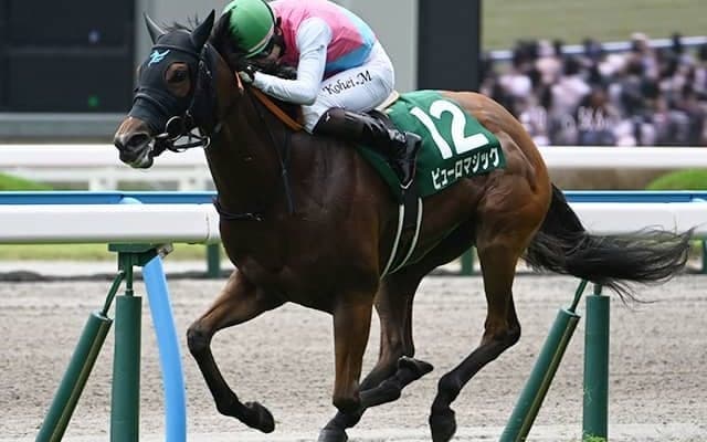 【CBC賞想定騎手】ピューロマジックは横山和生騎手、アグリは西村淳也騎手