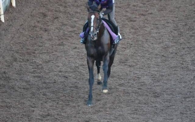 インザモーメントなど、先週の入厩情報/栗東トレセンニュース