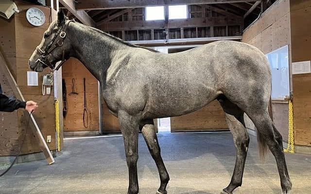 【JRA新馬戦】GI・2勝ダノンスマッシュの全妹ハリウッドメモリーなどがデビュー