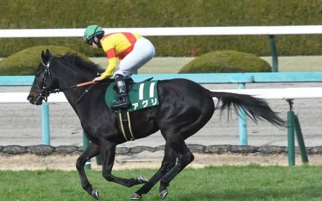 【CBC賞枠順確定】アグリは8枠16番、スズハロームは3枠6番