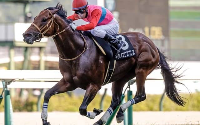 【CBC賞前日オッズ】キタノエクスプレスが4.1倍で1番人気