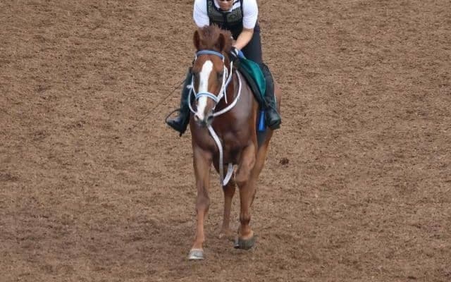「乗り味は抜群」師も絶賛の1億4000万円馬ダノンカゼルタ 期待の若手と初陣/関西馬メイクデビュー情報