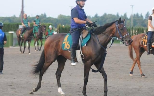 半兄はディープインパクト最終世代の一頭 ゴーソーファーが初陣へ/関東馬メイクデビュー情報