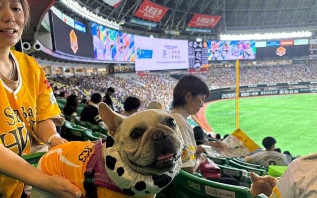 チアはワンワンダンス、愛犬と外野をお散歩も　“特別演出”で一緒に試合観戦
