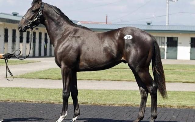 最高額はダノンキングリー産駒の2300万円 サマーセール2024が開幕