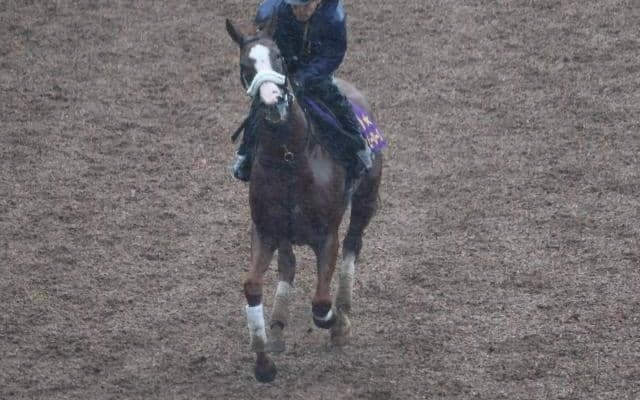 テンハッピーローズなど、先週の入厩情報/栗東トレセンニュース