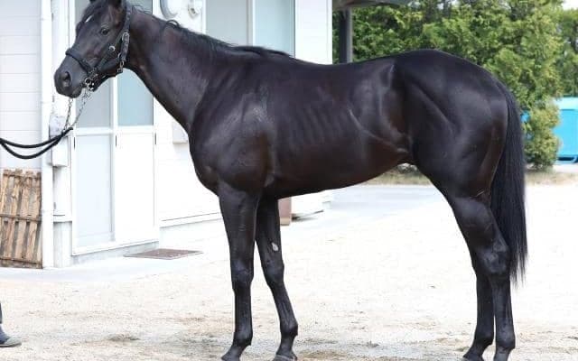 「大物の相がある」新潟2歳S参戦の“九州産馬”に軽視は禁物！