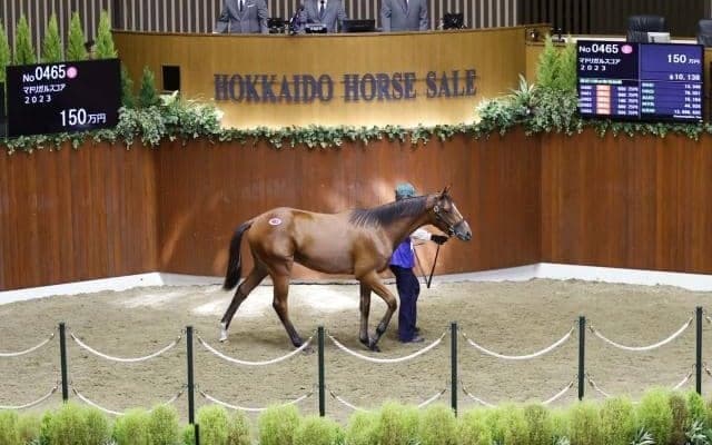 静内農業高校の生産馬が150万円で落札「父のように世界を舞台に活躍してほしい」