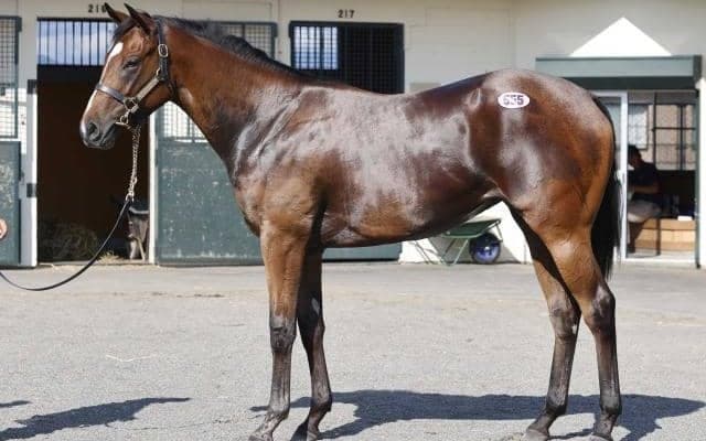 サマーセール2024の3日目が終了 最高額は父ダノンスマッシュの牝馬で2500万円