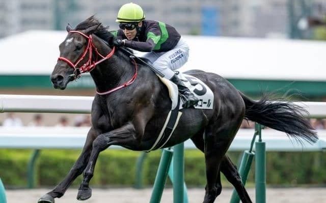 【札幌2歳S見どころ】初戦が圧巻だったキングスコールに注目