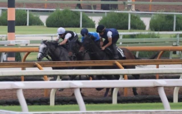 併せ馬を重ねて念入りに調整 ダノンフィーゴの走りに期待/関西馬メイクデビュー情報