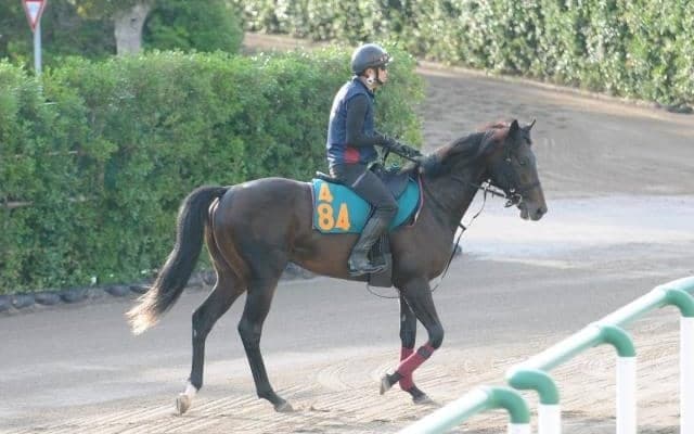 名牝シーザリオの孫 ヴィンセンシオが新潟で初陣/関東馬メイクデビュー情報
