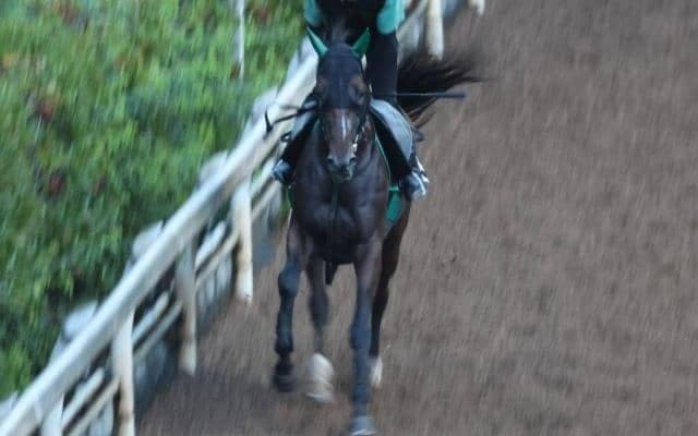 サヴォーナなど、先週の入厩情報/栗東トレセンニュース