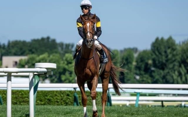 【札幌2歳S予想オッズ】アスクシュタインなど上位人気