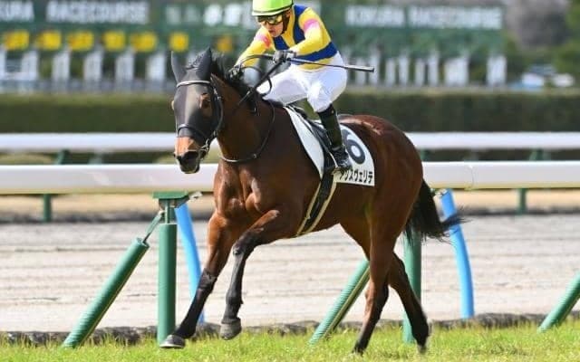 【新潟記念予想】古馬重賞Vが最大の強調材料？ AIは今年のマーメイドS覇者に注目