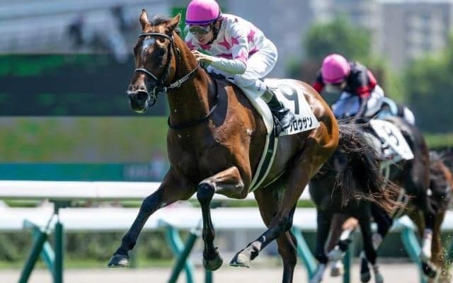 【札幌2歳S枠順確定】マテンロウサンは3枠3番、アスクシュタインは8枠11番