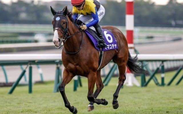 【セントウルS想定馬・騎手】ママコチャ、テンハッピーローズなど18頭