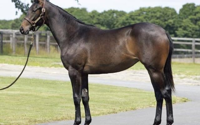 キタサンブラック半弟やドウデュース半妹がラインナップ インゼルTCが24年度の募集馬発表