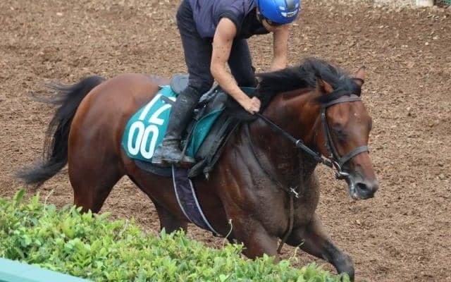 トータルヒートの2022(ファーニスクリーク)など、先週のゲート試験/栗東トレセンニュース