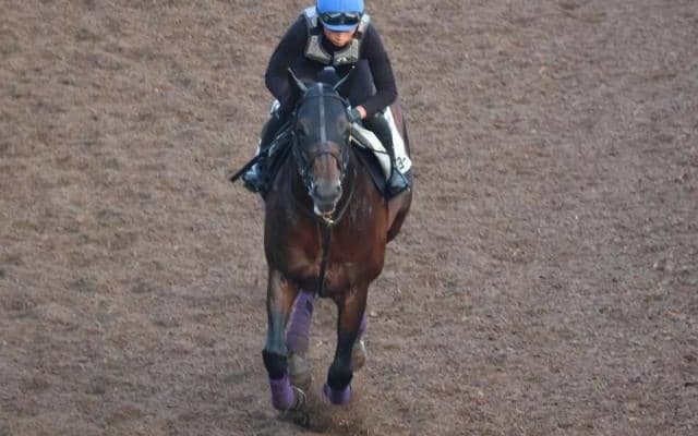 ヨーホーレイクなど、先週の入厩情報/栗東トレセンニュース