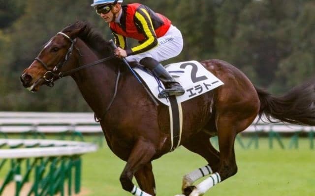 父は日本生まれアイルランド育ちの海外G1・2勝馬 エラトーが紫苑SでJRA初重賞Vを届けるか