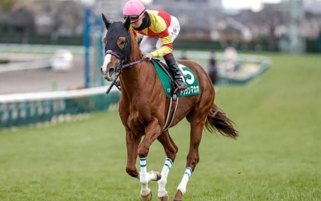 【セントウルS出走馬・騎手確定】ピューロマジック＆横山和生騎手、トウシンマカオ＆菅原明良騎手など18頭