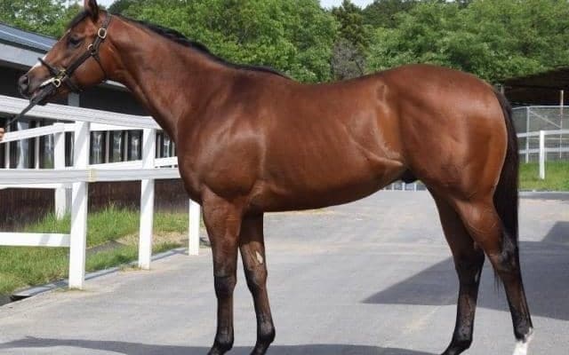 【JRA新馬戦】ソダシの半弟エスタアなどがデビュー