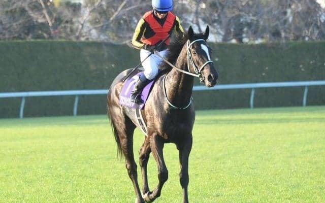 【京成杯AH枠順確定】アスコリピチェーノは5枠10番、ディオは2枠4番